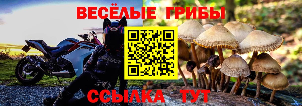 Псилоцибиновые грибы прущие грибы Сланцы
