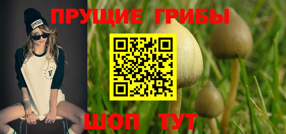 Сланцы  Псилоцибиновые грибы Psilocybine cubensis  Вход с VPN 
